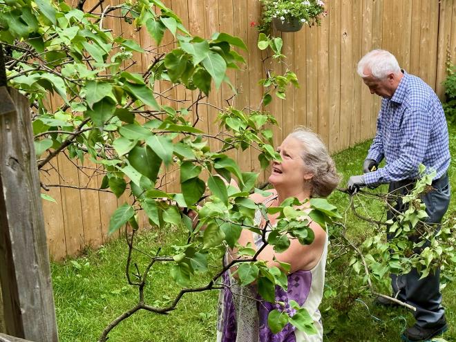Trimming lilacs