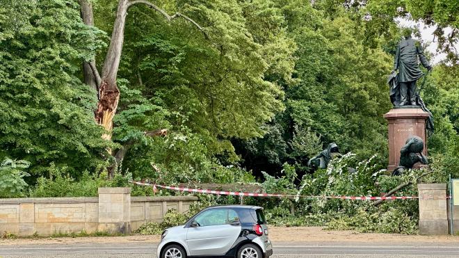 a large downed tree in front of a Bismark memorial